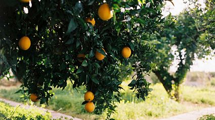 Las naranjas del huerto.