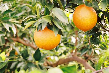 Las mejores naranjas del mundo!