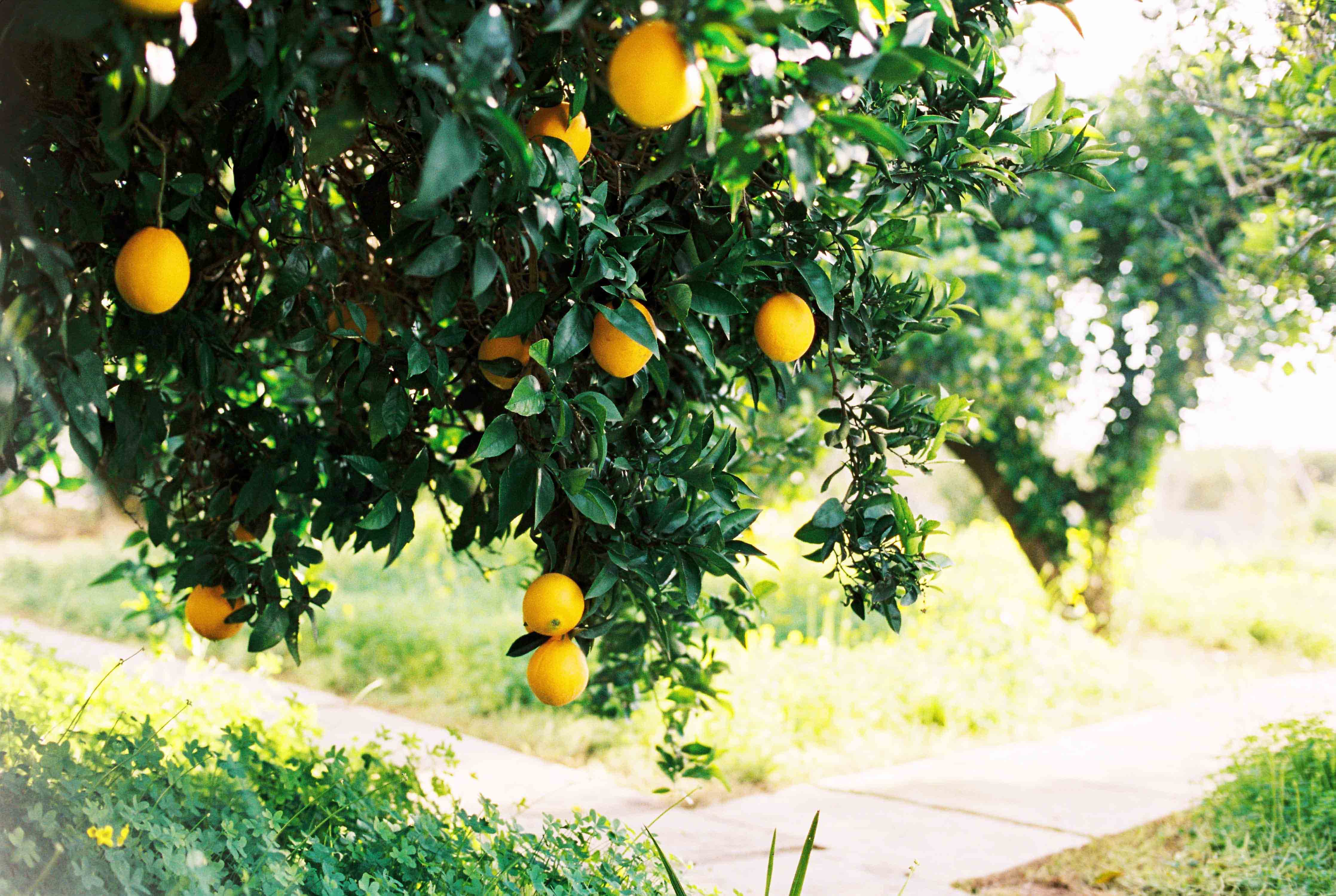 Arrozales y naranjos tradicionales de Valencia