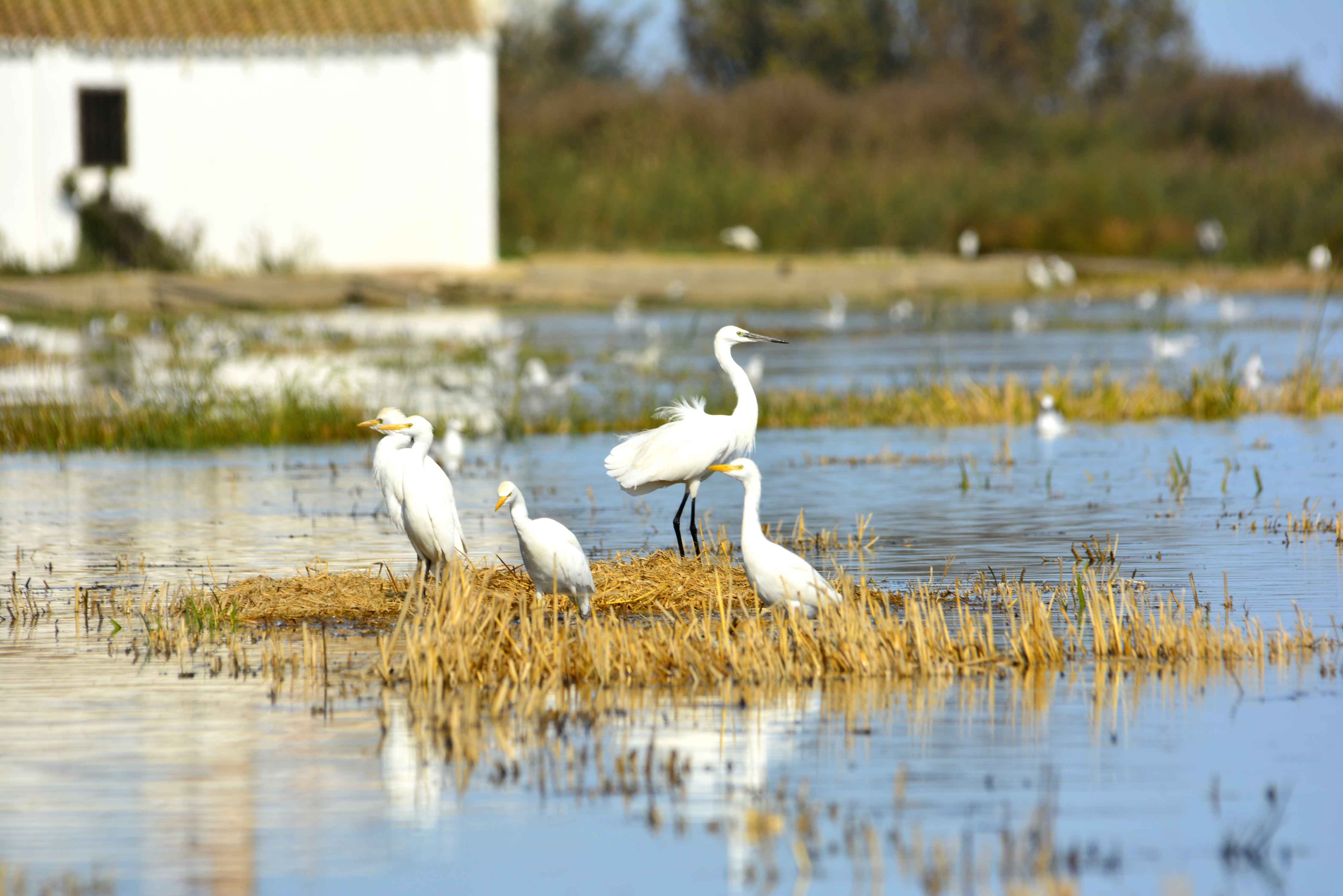 Aves paseo en barca lago de la albufera